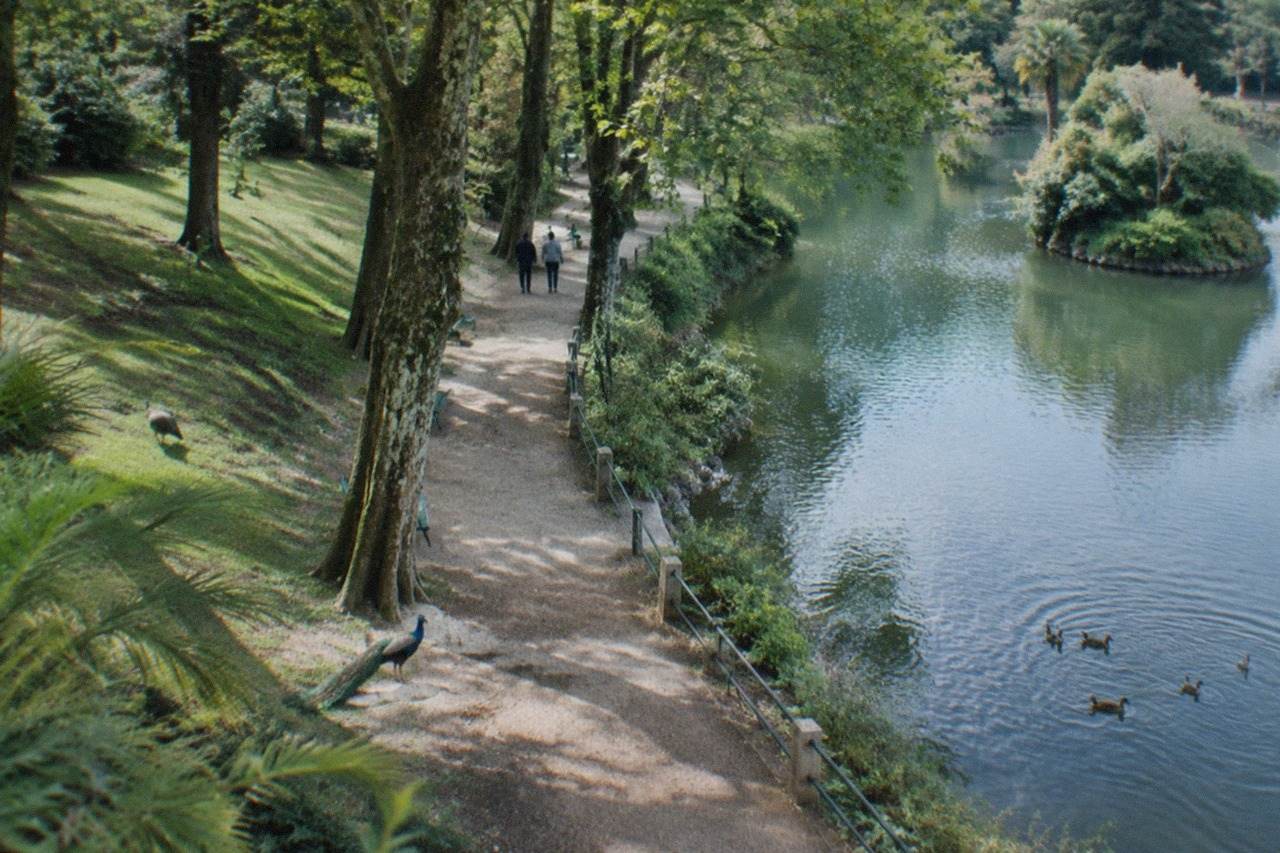 Tree-lined path beside a pond in a green city park with tall mature trees