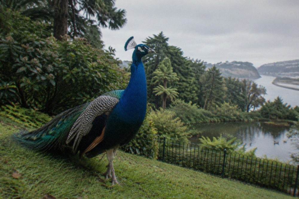 Peacock standing on a garden lawn near shrubs and a low fence