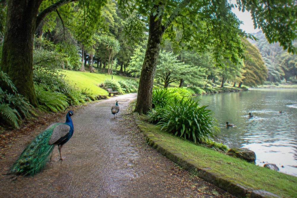 Gravel garden path curving under large leafy trees in a city park