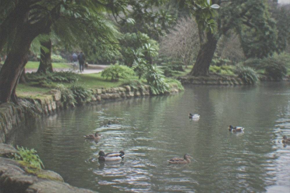 Ducks swimming on a small garden pond surrounded by trees and a stone edge