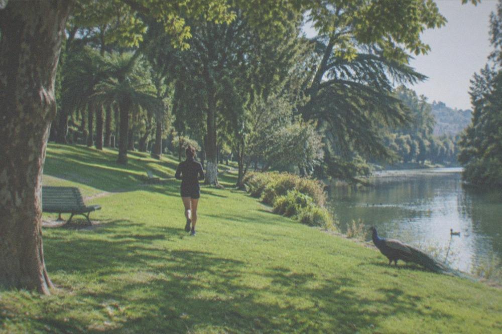 Green lawn with benches under large trees in an urban park