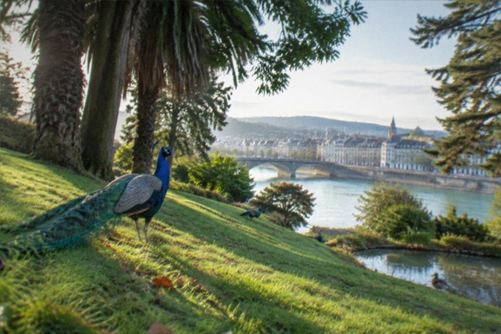 View across a river toward a city centre with buildings and a bridge