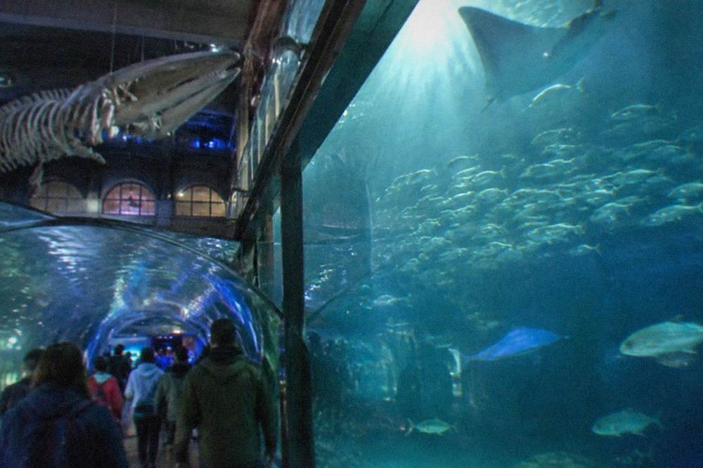 A large glass aquarium tank filled with schooling fish lit from above