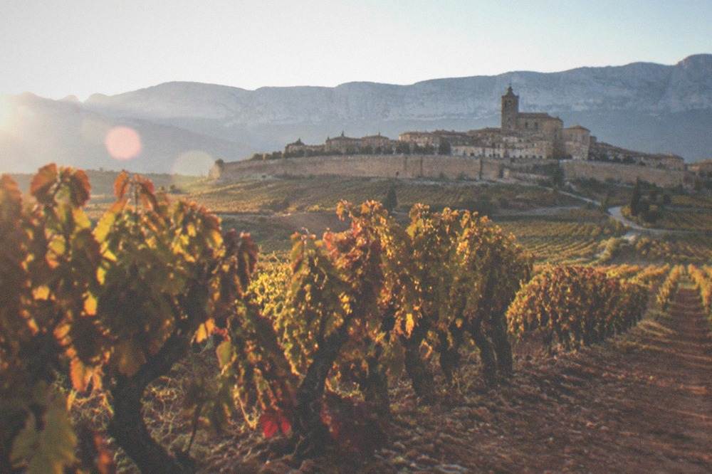 Rows of vines in Rioja Alavesa wine country with a walled hilltop village in the distance