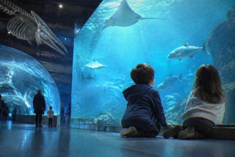 Children looking at a large fish tank inside the San Sebastián Aquarium